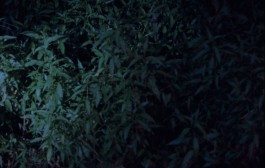 ARNAUD ALBEROLA ✹ CINEMATOGRAPHY