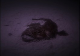ARNAUD ALBEROLA ✹ CINEMATOGRAPHY