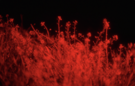 ARNAUD ALBEROLA ✹ CINEMATOGRAPHY