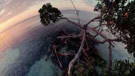 ARNAUD ALBEROLA ✹ CINEMATOGRAPHY